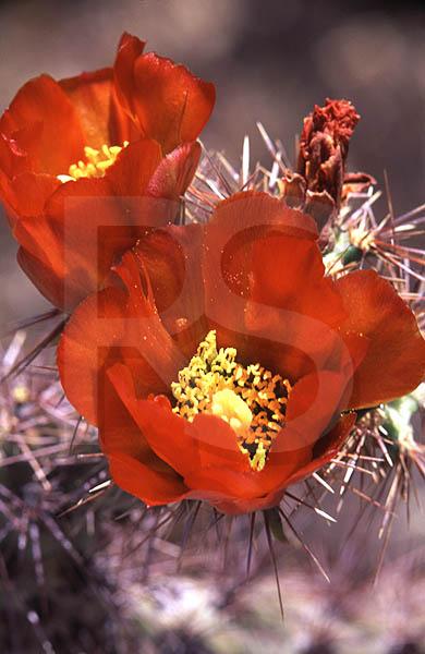 Cactus Flowers 1, Saguaro National Park