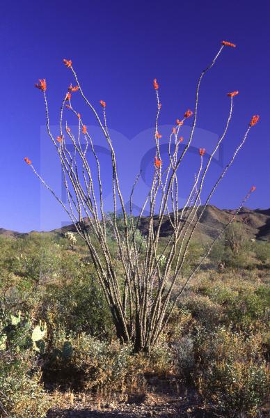 Ocotillo In Bloom, Saguaro National Park