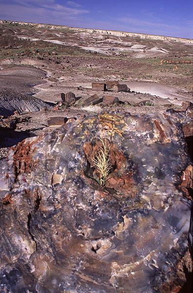 Petrified Forest National Park