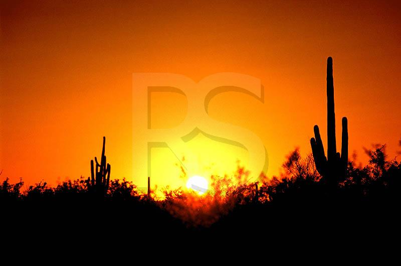 Saguaro Susnet, Saguaro National Park