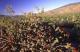 Cactus Flowers 2, Saguaro National Park