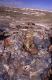 Petrified Forest National Park
