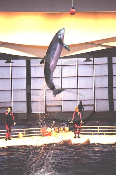Dolphin show - dolphins as attractions animals 
