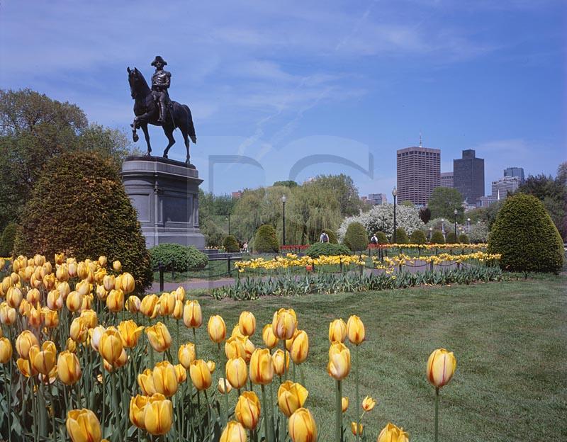 Public Garden 1, Boston Common