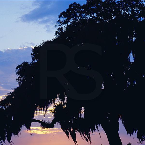 Live Oak Tree At Sunset