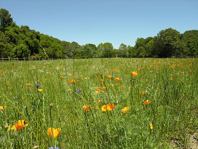 Sea Pines Wildflower Preserve