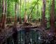 Congaree National Park