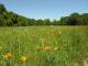 Sea Pines Wildflower Preserve