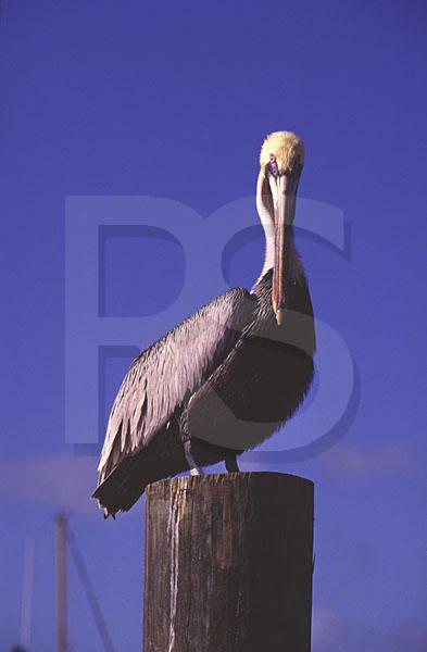 Brown Pelican