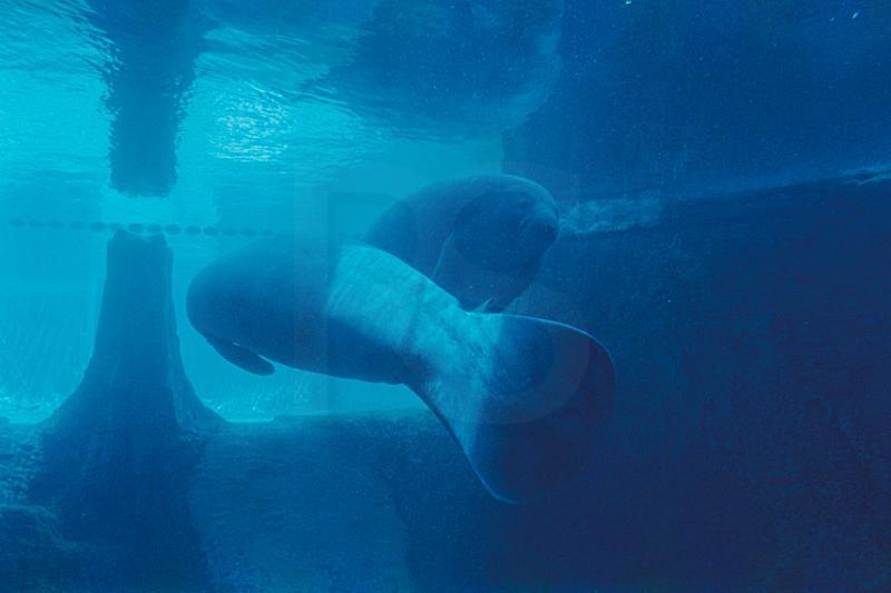 Manatee, Mote Marine Aquarium