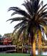 Canary Island Date Palm and Chinese Ting Gazebo, Eola Park