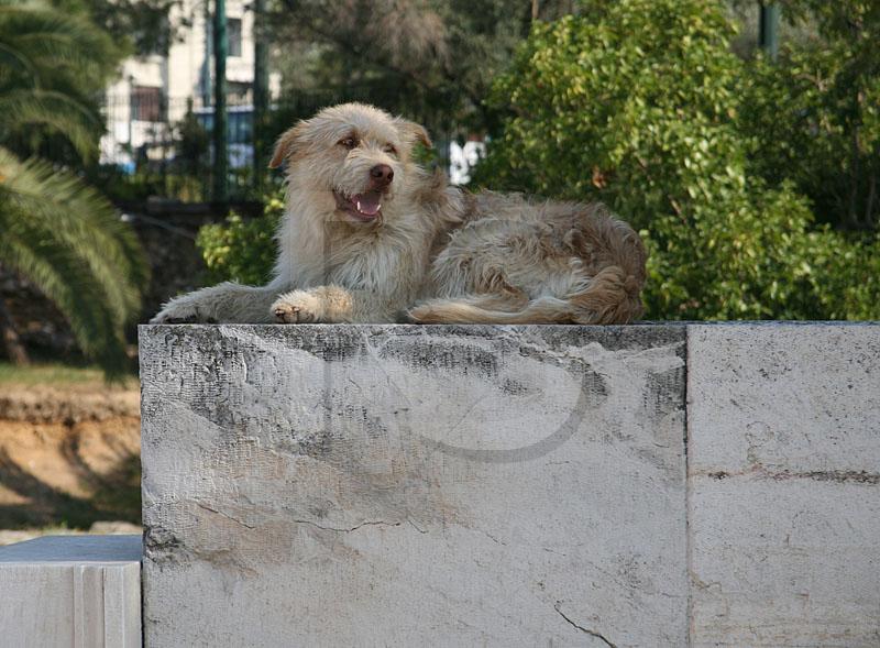 Live Gargoyle