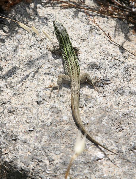 Lizard