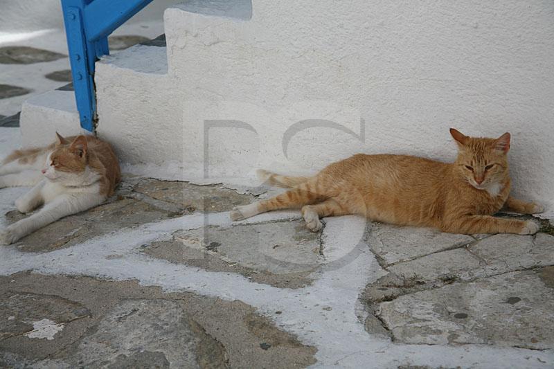 Mykonos Cats