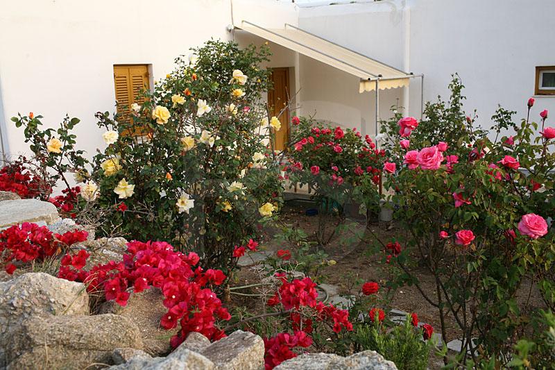 Mykonos Roses