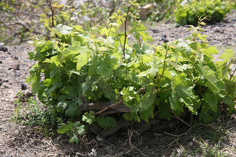 Santorini Grape Vines
