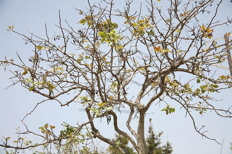 Pistachio Tree