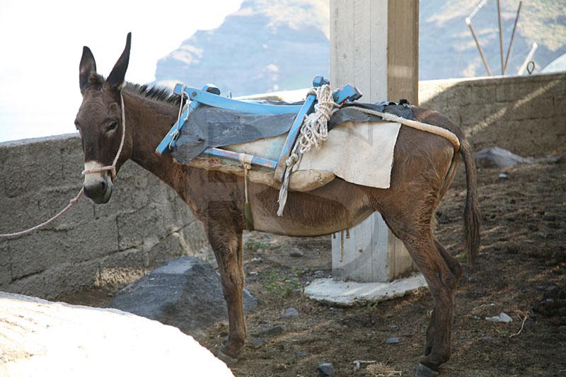 Thirassia Donkey