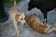 Stray Dogs