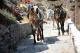 Oia Donkey Ride 2