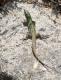 Lizard