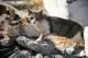 Thirassia Cat