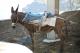 Thirassia Donkey