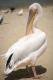 White Pelican