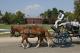 Horse And Carriage