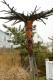 Old Man Tree Carving