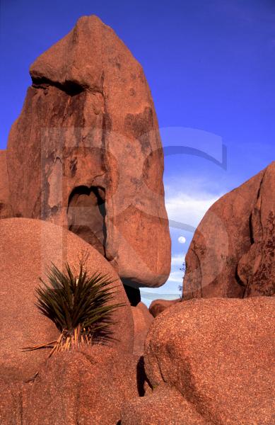 Joshua Tree National Park, Joshua Tree At Sunrise