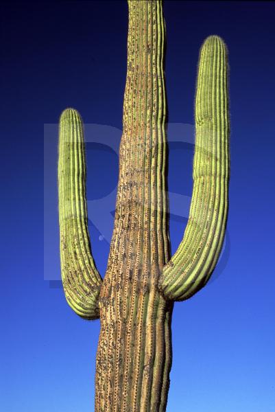 Saguaro National Park, Saguaro Cactus