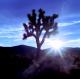 Joshua Tree National Park, Joshua Tree At Sunrise