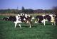 Dairy Cows