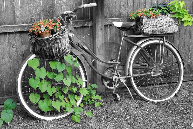 Antique Bicycle