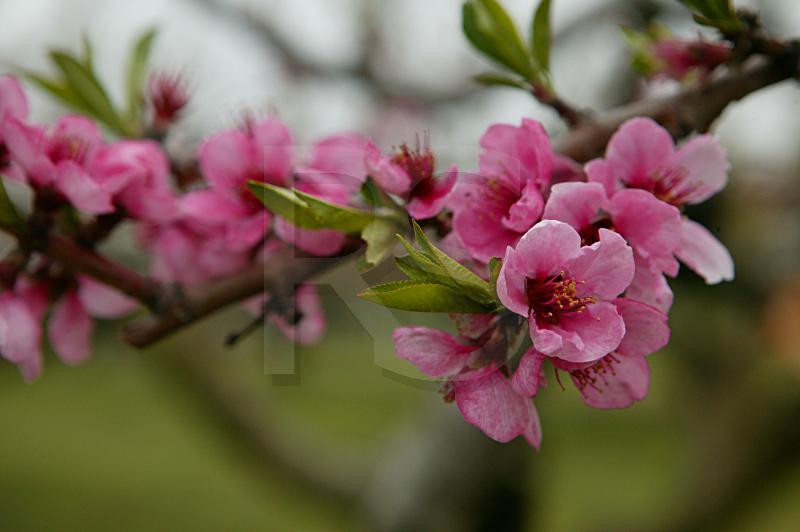 Peach Blossoms Close Up, Lee's Turkey Farm