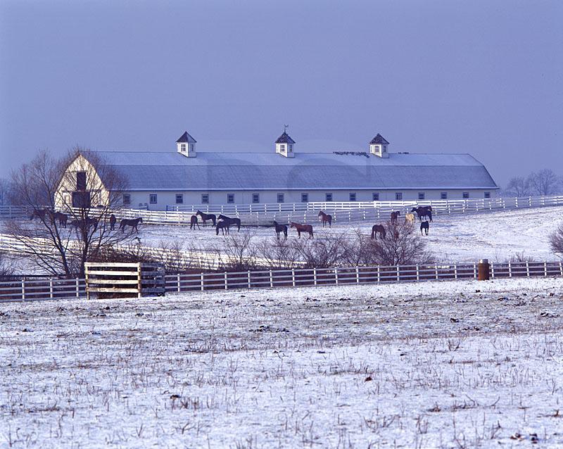 Barn And Horses in Snow