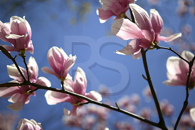 Cherry Blossoms, Close Up