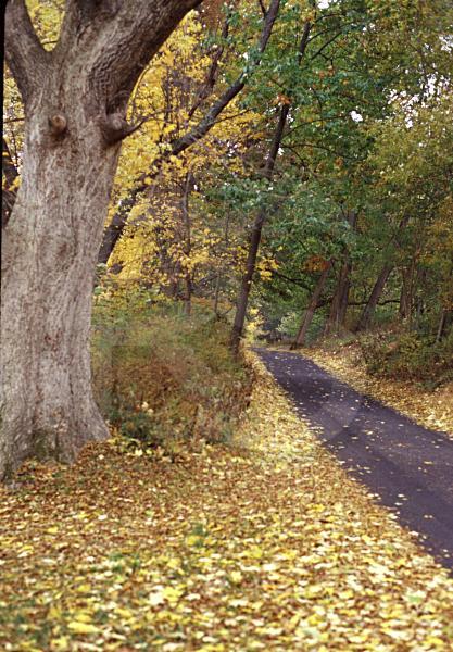 Country Road In Autumn