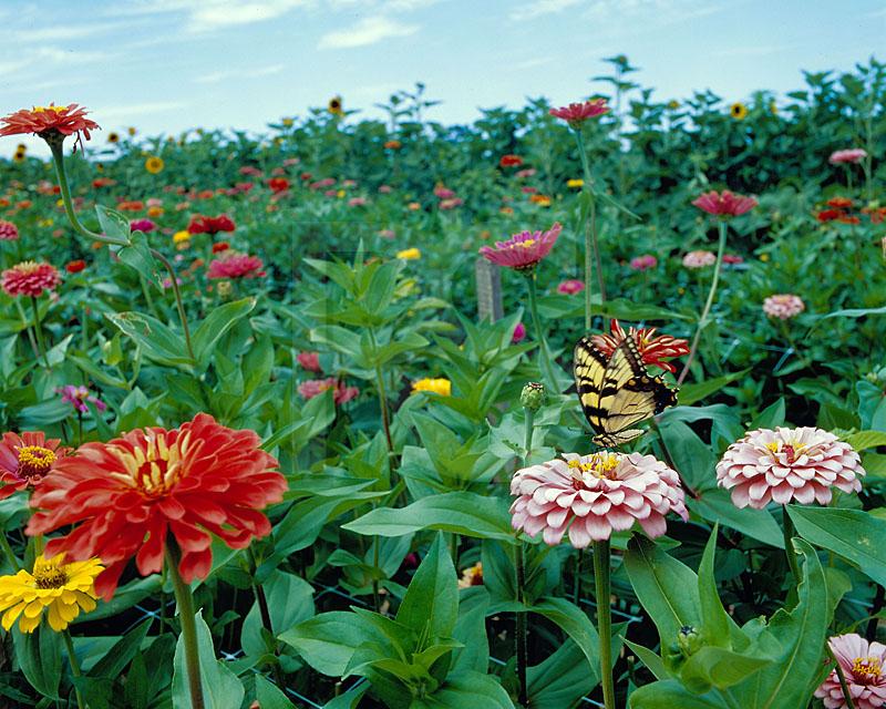 Flowers and Butterfly, Terhune Orchards