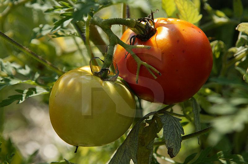 Jersey Tomatoes, Barclay Farmstead
