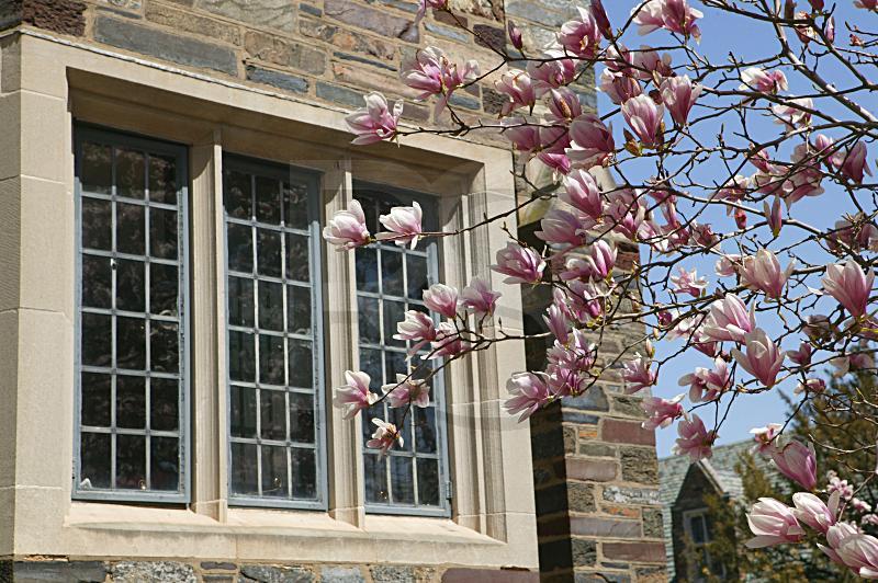 Dormitory Window And Cherry Blossoms, Princeton University