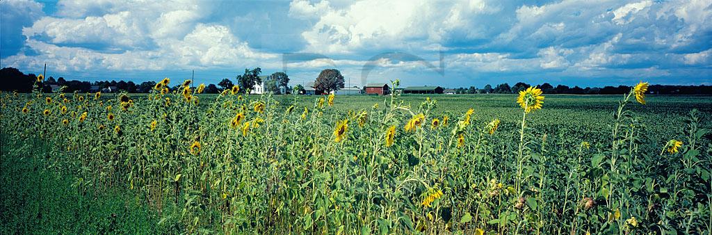 Sunflowers at Grover Farm, Panoramic