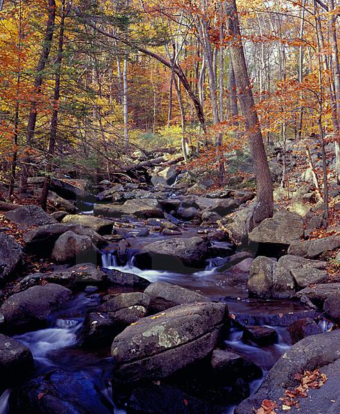 Trout Brook In Autumn, Hacklebarney State Park