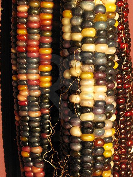Watchung Reservation, Indian Corn