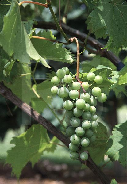 Wine Grapes, Cream Ridge Winery