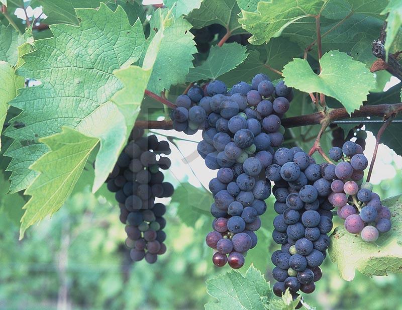 Wine Grapes, Silver Decoy Winery
