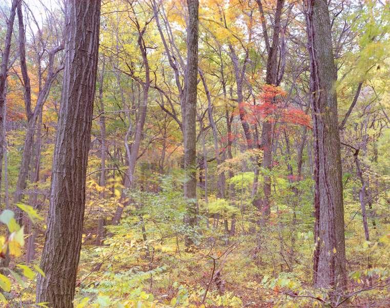 In The Woods, Milford
