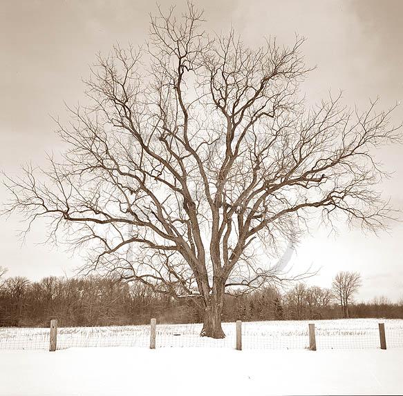 Oak Tree