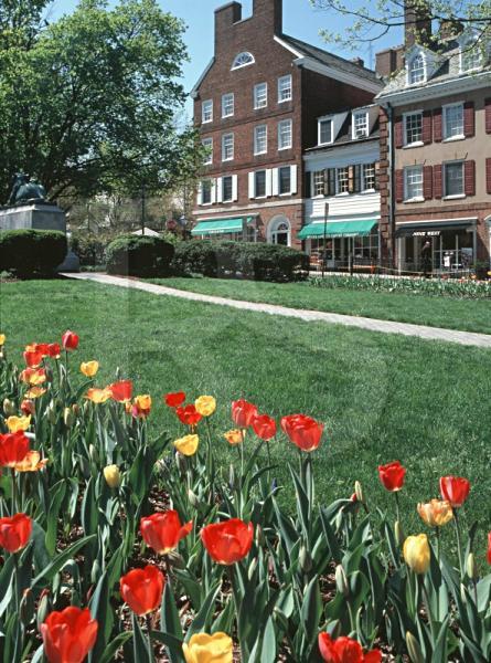 Tulips In Palmeprincetonr Square